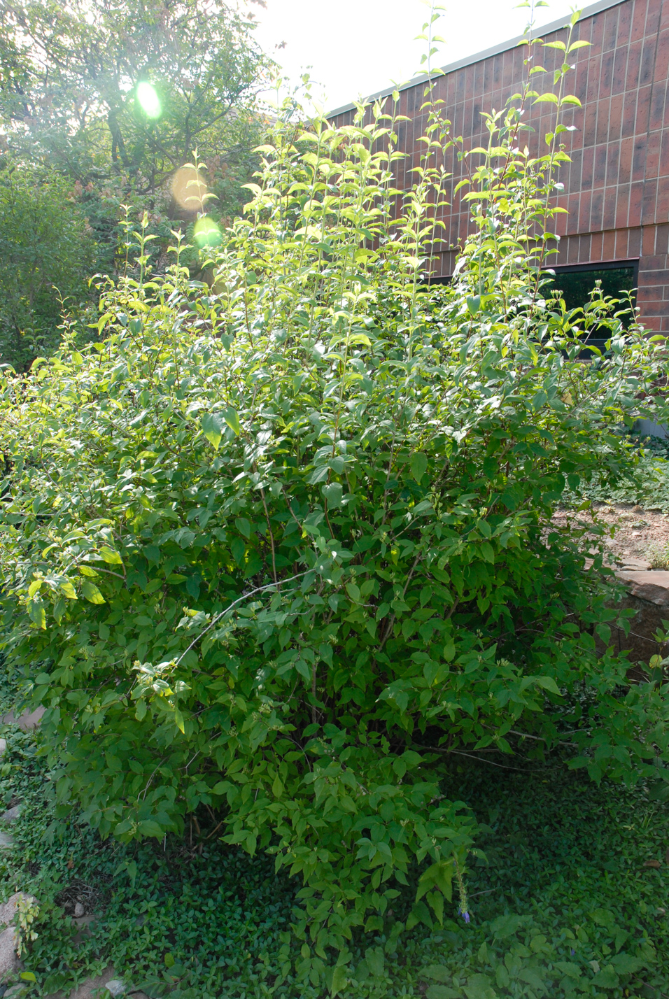 Cheyenne Mock Orange